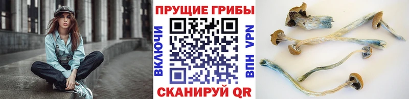 mega tor  что такое наркотик  Димитровград  Галлюциногенные грибы MAGIC MUSHROOMS 
